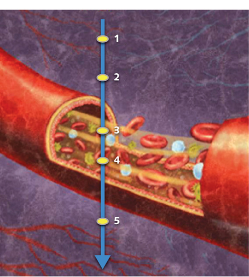 optical coherence tomography