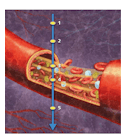 FIGURE 1. Optical coherence tomography-based angiography (OCTA) samples signals from five points in an A-scan (axial scan), three of which (1, 2, and 5) are located in static tissue (that is, not in blood vessels) and two of which (3 and 4) are within a functional blood vessel. OCT signals from the vasculature&mdash;points 3 and 4&mdash;show dynamic changes over time, while signals from the other points remain steady.