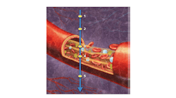 FIGURE 1. Optical coherence tomography-based angiography (OCTA) samples signals from five points in an A-scan (axial scan), three of which (1, 2, and 5) are located in static tissue (that is, not in blood vessels) and two of which (3 and 4) are within a functional blood vessel. OCT signals from the vasculature&mdash;points 3 and 4&mdash;show dynamic changes over time, while signals from the other points remain steady.