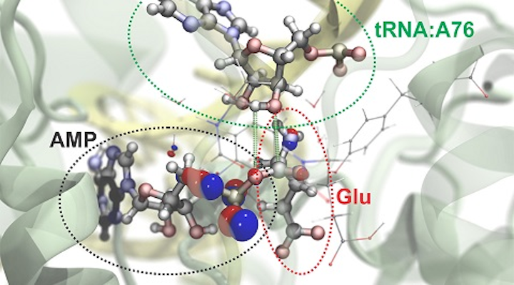 Researchers can simulate atomic and subatomic dynamics in large molecular systems. Here is a visualization of the process by which the amino acid glutamate (Glu) is attached to a specific region of its transfer RNA (tRNA). An energy-rich molecule, ATP, drives this reaction and is converted to AMP in the process. The red and blue bubbles represent the probability of finding electrons in particular regions. Green and white bars delineate the atoms that bond in this chemical reaction. (Image credit: Rafael Bernardi, Zan Luthey-Schulten, and Marcelo Melo/University of Illinois)