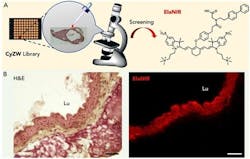 Content Dam Bow Online Articles 2018 04 Rsz Fig1 Content Dam Bow Online Articles 2018 04 Rsz Fig1