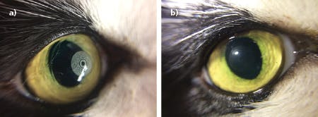 FIGURE 4. A -2.0D Fresnel lens structure is directly written into a live cat eye using a standard applanation procedure with 405 nm femtosecond laser pulses. Immediately after writing (a) a thin bubble layer is visible, clearing after 10&ndash;20 minutes. The eye shows a clear refractive structure after bubble clearing (b) and refractive corrections of this kind are stable for at least 18 months in live cats.