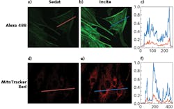 FIGURE 3. Signal intensity corresponding to configurations with multi- and single-band dichroics is shown, where collected signal intensity in the Alexa 488 channel is substantially lower in the Sedat (a) arrangement than in the Incite (b) configuration; (c) shows Alexa 488 signal line intensity profiles corresponding to the Sedat (red) and Incite (blue) images. Likewise, signal intensity of MitoTracker Red is substantially lower using Sedat (d) than Incite (e); (f) shows corresponding MitoTracker Red signal intensity profiles for Sedat (red) and Incite (blue). FIGURE 3. Signal intensity corresponding to configurations with multi- and single-band dichroics is shown, where collected signal intensity in the Alexa 488 channel is substantially lower in the Sedat (a) arrangement than in the Incite (b) configuration; (c) shows Alexa 488 signal line intensity profiles corresponding to the Sedat (red) and Incite (blue) images. Likewise, signal intensity of MitoTracker Red is substantially lower using Sedat (d) than Incite (e); (f) shows corresponding MitoTracker Red signal intensity profiles for Sedat (red) and Incite (blue).