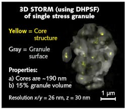 FIGURE 3. Stress granules are subcellular RNA and protein aggregates associated with neurodegenerative disease (for example, amyotrophic lateral sclerosis and frontal temporal lobar dementia); the SPINDLE enabled 3D superresolution imaging and visualization of core substructures within stress granules for the first time.
