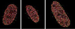 FIGURE 4. These three images of U2OS cells were taken by researchers at the New York University School of Medicine using a Photometrics back-illuminated sCMOS camera at a 150X magnification (configured pixel size of 73 nm) using a maximum likelihood estimation (MLE) reconstruction algorithm for single point-spread function fitting.