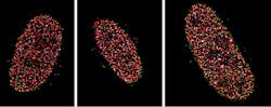 FIGURE 4. These three images of U2OS cells were taken by researchers at the New York University School of Medicine using a Photometrics back-illuminated sCMOS camera at a 150X magnification (configured pixel size of 73 nm) using a maximum likelihood estimation (MLE) reconstruction algorithm for single point-spread function fitting. FIGURE 4. These three images of U2OS cells were taken by researchers at the New York University School of Medicine using a Photometrics back-illuminated sCMOS camera at a 150X magnification (configured pixel size of 73 nm) using a maximum likelihood estimation (MLE) reconstruction algorithm for single point-spread function fitting.