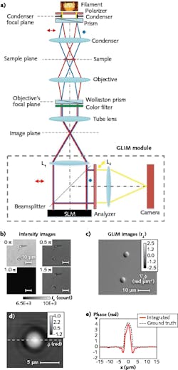 FIGURE 2. GLIM complements SLIM to provide 3D tomographic imaging of live, optically thick biospecimens at high contrast (a). The GLIM module acquires four frames, one for each phase shift applied by the SLM (b). From the four frames, GLIM constructs quantitative phase-gradient maps (c). This GLIM quantitative phase image was obtained by integration along the direction of the shift phase (d). Cross-sections of the reconstructed phase and the computed ground truth (black dashed curve) are also shown (e). FIGURE 2. GLIM complements SLIM to provide 3D tomographic imaging of live, optically thick biospecimens at high contrast (a). The GLIM module acquires four frames, one for each phase shift applied by the SLM (b). From the four frames, GLIM constructs quantitative phase-gradient maps (c). This GLIM quantitative phase image was obtained by integration along the direction of the shift phase (d). Cross-sections of the reconstructed phase and the computed ground truth (black dashed curve) are also shown (e).
