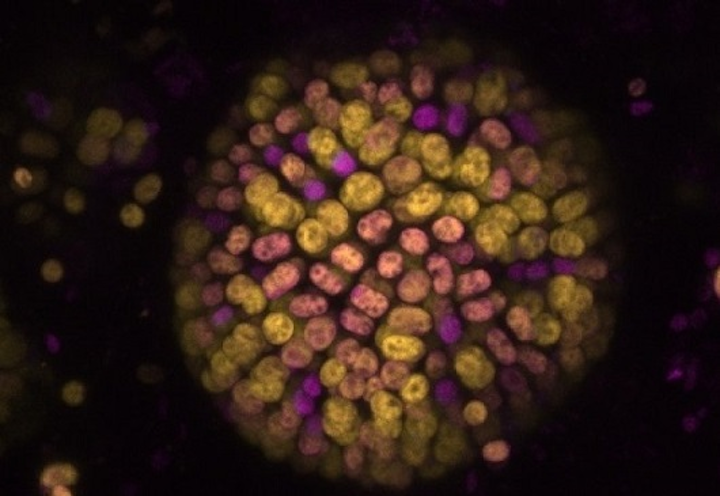 Shown is a colony of cells where colors represent chlorophyll-a and chlorophyll-f driven photosynthesis. (Image credit: Imperial College London)
