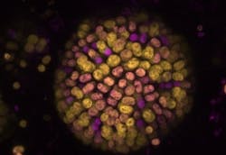 Shown is a colony of cells where colors represent chlorophyll-a and chlorophyll-f driven photosynthesis. Shown is a colony of cells where colors represent chlorophyll-a and chlorophyll-f driven photosynthesis.