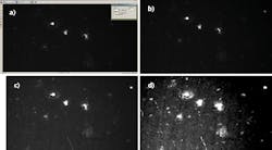 FIGURE 3. A screenshot (a) shows an unprocessed image captured by a monochrome Quantalux sCMOS camera. The sample is a ~20-µm-thick slice of 5xFAD mouse with amyloid plaques stained with Thioflavin S. The image was acquired at 65 ms exposure using a 20X, 0.75 NA immersion objective with water, corrected for the #1.5 coverslip used. The image contrast of the raw data is then adjusted (b) to highlight the amyloid plaque core details; however, the background, including fibrils and cells, is still hidden from view. Further contrast adjustment (c) highlights the fibrils in the sample, resulting in saturation of the plaque core details in the original image. Finally, maximizing the background contrast shows nearby cell bodies and nuclei for cytometry (d); however, the contrast adjustment saturates both fibrils and the plaque cores. FIGURE 3. A screenshot (a) shows an unprocessed image captured by a monochrome Quantalux sCMOS camera. The sample is a ~20-µm-thick slice of 5xFAD mouse with amyloid plaques stained with Thioflavin S. The image was acquired at 65 ms exposure using a 20X, 0.75 NA immersion objective with water, corrected for the #1.5 coverslip used. The image contrast of the raw data is then adjusted (b) to highlight the amyloid plaque core details; however, the background, including fibrils and cells, is still hidden from view. Further contrast adjustment (c) highlights the fibrils in the sample, resulting in saturation of the plaque core details in the original image. Finally, maximizing the background contrast shows nearby cell bodies and nuclei for cytometry (d); however, the contrast adjustment saturates both fibrils and the plaque cores.