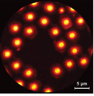 FIGURE 3. High-contrast CARS images show 2 &micro;m polystyrene beads randomly deposited on a glass coverslip.