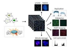 Content Dam Bow Article 2018 7 Rsz 1graphicalabstract Web Content Dam Bow Article 2018 7 Rsz 1graphicalabstract Web