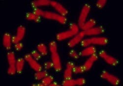 Content Dam Bow Article 2018 7 Telomere Image 1web Content Dam Bow Article 2018 7 Telomere Image 1web