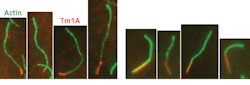 FIGURE 1. These total internal reflection fluorescence microscopy images were obtained using two excitation lasers combined in the Coherent Galaxy laser combiner; as part of research on the binding of actin filaments, the red signal is from Cy5-labeled Tm1A (protein) fluorescence excited at 640 nm, and the green signal is due to Alexa488 labeled actin excited at 488 nm. [1]