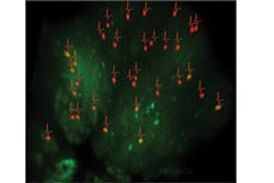 Content Dam Lfw Print Articles 2018 07 1807lfw Nb 5 Content Dam Lfw Print Articles 2018 07 1807lfw Nb 5