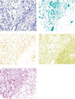 FIGURE 6. Images of each layer of the endmembers in Figure 5 show the separation of the five individual spectral components. FIGURE 6. Images of each layer of the endmembers in Figure 5 show the separation of the five individual spectral components.
