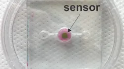 Content Dam Bow Online Articles 2018 08 Biosensor