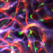 Content Dam Bow Online Articles 2018 09 334399 Blinder Cover Submission