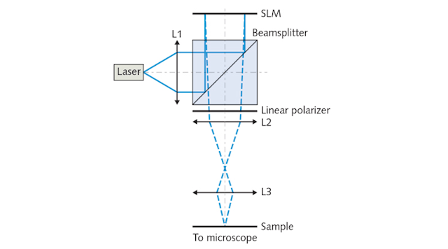 The holographic illumination setup, by researchers at Technische Universit&auml;t Dresden, relies on a spatial light modulator (SLM), incorporating a ferroelectric liquid crystal, for focusing on the sample. The setup also includes a 450-nm-emitting laser diode, lenses (L1&ndash;L3), a nonpolarizing beamsplitter, and a linear polarizer. A camera mounted on a commercial inverted microscope captures illumination of the specimen.