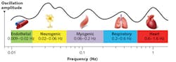 FIGURE 2. Microcirculatory rhythmic oscillations of the blood represent the process of vasomotion. FIGURE 2. Microcirculatory rhythmic oscillations of the blood represent the process of vasomotion.