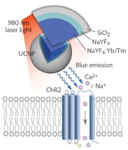 FIGURE 1. The low-profile implant delivers multi-colored light through four shank tips (see detail in image below) to activate multiple opsins simultaneously. FIGURE 1. The low-profile implant delivers multi-colored light through four shank tips (see detail in image below) to activate multiple opsins simultaneously.
