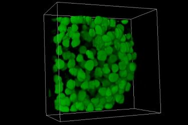 Content Dam Bow Online Articles 2018 11 3d Rendering Of A Human Embryonic Kidney Web
