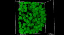 Content Dam Bow Online Articles 2018 11 3d Rendering Of A Human Embryonic Kidney Web