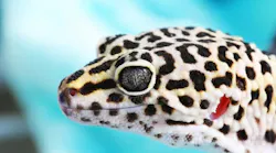 Gecko ears contain a mechanism that has been mimicked in a new detector system that can determine the angle of incoming light.