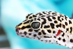 Gecko ears contain a mechanism that has been mimicked in a new detector system that can determine the angle of incoming light. Gecko ears contain a mechanism that has been mimicked in a new detector system that can determine the angle of incoming light.