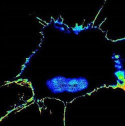 Content Dam Bow Online Articles 2018 12 Rsz Coverart Chemoresistantcell Content Dam Bow Online Articles 2018 12 Rsz Coverart Chemoresistantcell