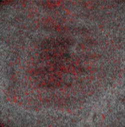 Michelson Oct 1 Web Michelson Oct 1 Web