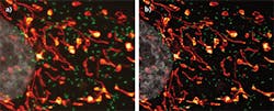 FIGURE 3. Confocal data depicted with maximum projection of 0.5 airy unit (a) and with high-resolution nonlinear deconvolution using an advanced maximum likelihood estimation (AdvMLE) deconvolution algorithm (b); images were acquired using an Olympus FV3000 confocal laser scanning microscopy system and a 100x TIRF 1.49NA Olympus objective. FIGURE 3. Confocal data depicted with maximum projection of 0.5 airy unit (a) and with high-resolution nonlinear deconvolution using an advanced maximum likelihood estimation (AdvMLE) deconvolution algorithm (b); images were acquired using an Olympus FV3000 confocal laser scanning microscopy system and a 100x TIRF 1.49NA Olympus objective.
