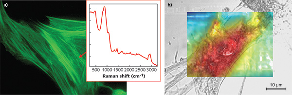 Muntjac skin fibroblast cells labeled with Alexa Fluor 488 phalloidin, Alexa Fluor 555 goat anti-mouse IgG, and TO-PRO-3 stain, imaged with a blue LED light. Raman spectrum was taken with 1064 nm laser excitation using BaySpec's Nomadic Raman microscope (a). Raman mapping of a human cell provides direct biochemical information, with the color image reconstructed using a lipid Raman marker (b).