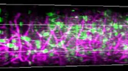 Content Dam Bow Online Articles 2019 01 Three Photon Microscopy Cortex