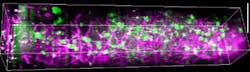 Content Dam Bow Online Articles 2019 01 Three Photon Microscopy Cortex Content Dam Bow Online Articles 2019 01 Three Photon Microscopy Cortex