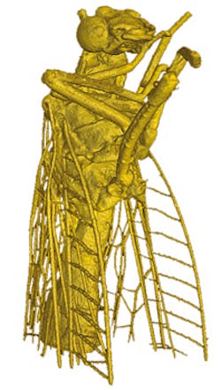An ultrafast laser-based x-ray tomography method enabled creation of the roughly 1500 individual images that make up this rendering. The extremely fine structures appearing in 3D would be invisible in a conventional x-ray image. An ultrafast laser-based x-ray tomography method enabled creation of the roughly 1500 individual images that make up this rendering. The extremely fine structures appearing in 3D would be invisible in a conventional x-ray image.