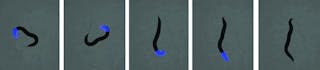A sequence of images shows what happens when the head of a worm is illuminated, expressing light-sensitive optogenetic reagents. The light produces a coiling effect in the head and causes the worm to crawl in a triangular pattern.