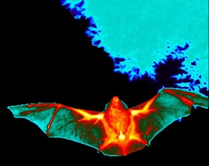 FLIR cameras are helping to preserve and protect bat populations. (Image credit: FLIR)