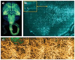 FIGURE 3. (a) COLM can produce datasets such as a volume rendering in high-speed and high-resolution of the intact cleared nervous system of a Thy1-eYFP transgenic mouse in 2–3 hours, as opposed to weeks with confocal or two-photon microscopy with similar sampling parameters. (b) An optical section through a mouse brain neocortex demonstrates the resolution that can achieved for a whole, intact brain. The arrow marks the clearly identifiable dendritic spines. (c) COLM produced this volume rendering of a dataset acquired from a piece of white matter from human brain; a neurofilament antibody was used for visualizing the structures. FIGURE 3. (a) COLM can produce datasets such as a volume rendering in high-speed and high-resolution of the intact cleared nervous system of a Thy1-eYFP transgenic mouse in 2–3 hours, as opposed to weeks with confocal or two-photon microscopy with similar sampling parameters. (b) An optical section through a mouse brain neocortex demonstrates the resolution that can achieved for a whole, intact brain. The arrow marks the clearly identifiable dendritic spines. (c) COLM produced this volume rendering of a dataset acquired from a piece of white matter from human brain; a neurofilament antibody was used for visualizing the structures.