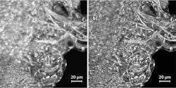 FIGURE 5. This image of an eosin-labeled brine shrimp, acquired with two-photon excitation at 960 nm using an Olympus FVMPE-RS system, is shown at maximum intensity projection (a) and with nonlinear AdvMLE (b). FIGURE 5. This image of an eosin-labeled brine shrimp, acquired with two-photon excitation at 960 nm using an Olympus FVMPE-RS system, is shown at maximum intensity projection (a) and with nonlinear AdvMLE (b).