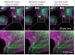 A laptop-based deep learning system converts low-resolution fluorescence microscopy images (a) into superresolution images (b) that compare favorably with images produced using high-resolution equipment (c); images on the bottom row depict detail from those on the top row.