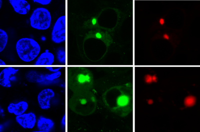 Content Dam Bow Online Articles 2019 02 Aggtag Fluorescence Protein