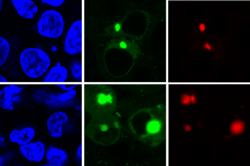 Content Dam Bow Online Articles 2019 02 Aggtag Fluorescence Protein Content Dam Bow Online Articles 2019 02 Aggtag Fluorescence Protein