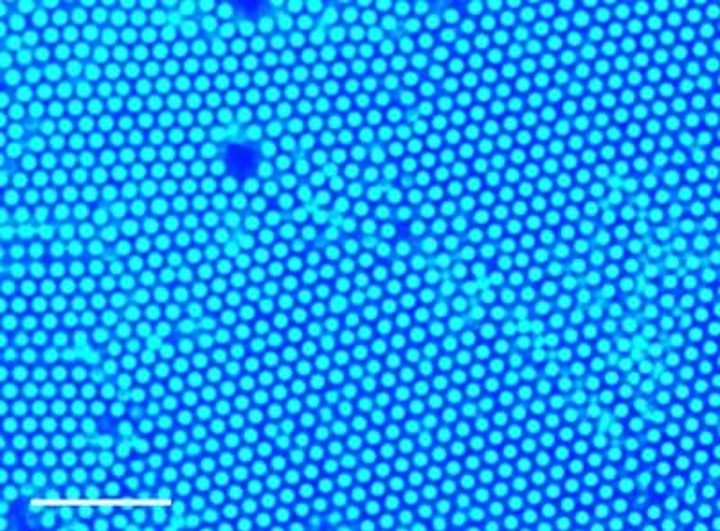 A new method uses ultraviolet light and small amounts of gold or titanium dioxide nanoparticles to gather larger particles at the point of light. This method was used to gather polystyrene particles, which form a well-packed structure called a colloid crystal, as depicted in this image. (Image credit: Penn State)