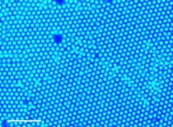 A new method uses ultraviolet light and small amounts of gold or titanium dioxide nanoparticles to gather larger particles at the point of light. This method was used to gather polystyrene particles, which form a well-packed structure called a colloid crystal, as depicted in this image. A new method uses ultraviolet light and small amounts of gold or titanium dioxide nanoparticles to gather larger particles at the point of light. This method was used to gather polystyrene particles, which form a well-packed structure called a colloid crystal, as depicted in this image.
