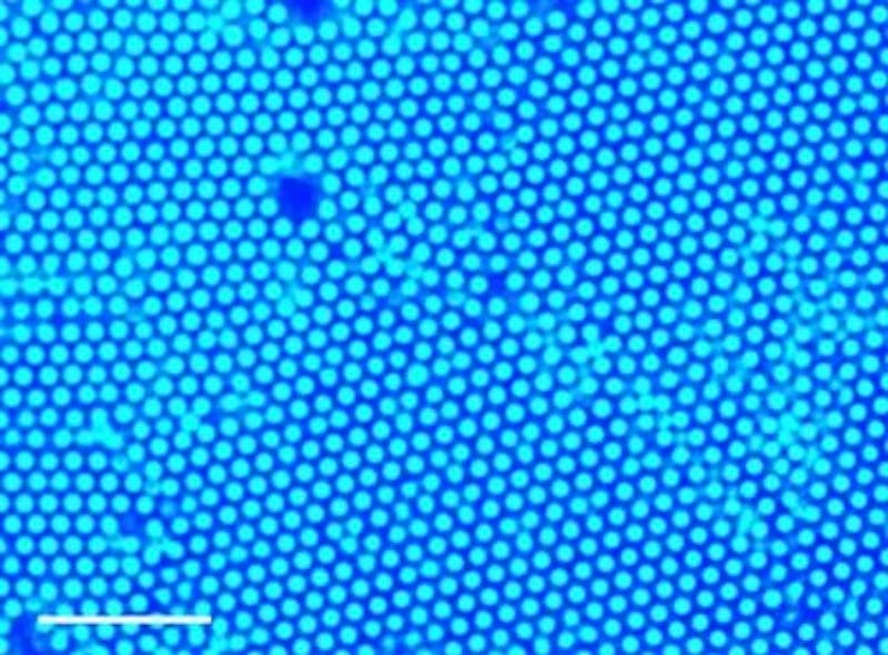 A new method uses ultraviolet light and small amounts of gold or titanium dioxide nanoparticles to gather larger particles at the point of light. This method was used to gather polystyrene particles, which form a well-packed structure called a colloid crystal, as depicted in this image.