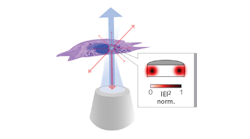 Once internalized into a cell, a nanodisk laser is optically pumped by a microscope objective (blue). The same objective collects laser emission (red). The inset shows the calculated profile of the lowest radial order transverse electric (TE) mode for a 750-nm-diameter disk made of a GaInP/AlGaInP quantum-well structure.