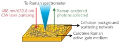 FIGURE 2. A carrot-based random laser takes advantage of carotene’s natural Raman activity and the ability of fibrous cellulose to facilitate photon scattering, which contributes to optical amplification. FIGURE 2. A carrot-based random laser takes advantage of carotene’s natural Raman activity and the ability of fibrous cellulose to facilitate photon scattering, which contributes to optical amplification.