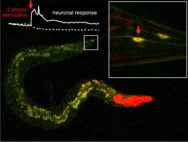 Content Dam Bow Online Articles 2019 03 Ibec Uab Novatecnicainfrarrojos Web2