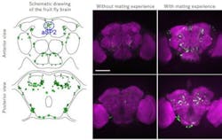 Content Dam Bow Online Articles 2019 03 Neural Circuit Fluorescence Content Dam Bow Online Articles 2019 03 Neural Circuit Fluorescence
